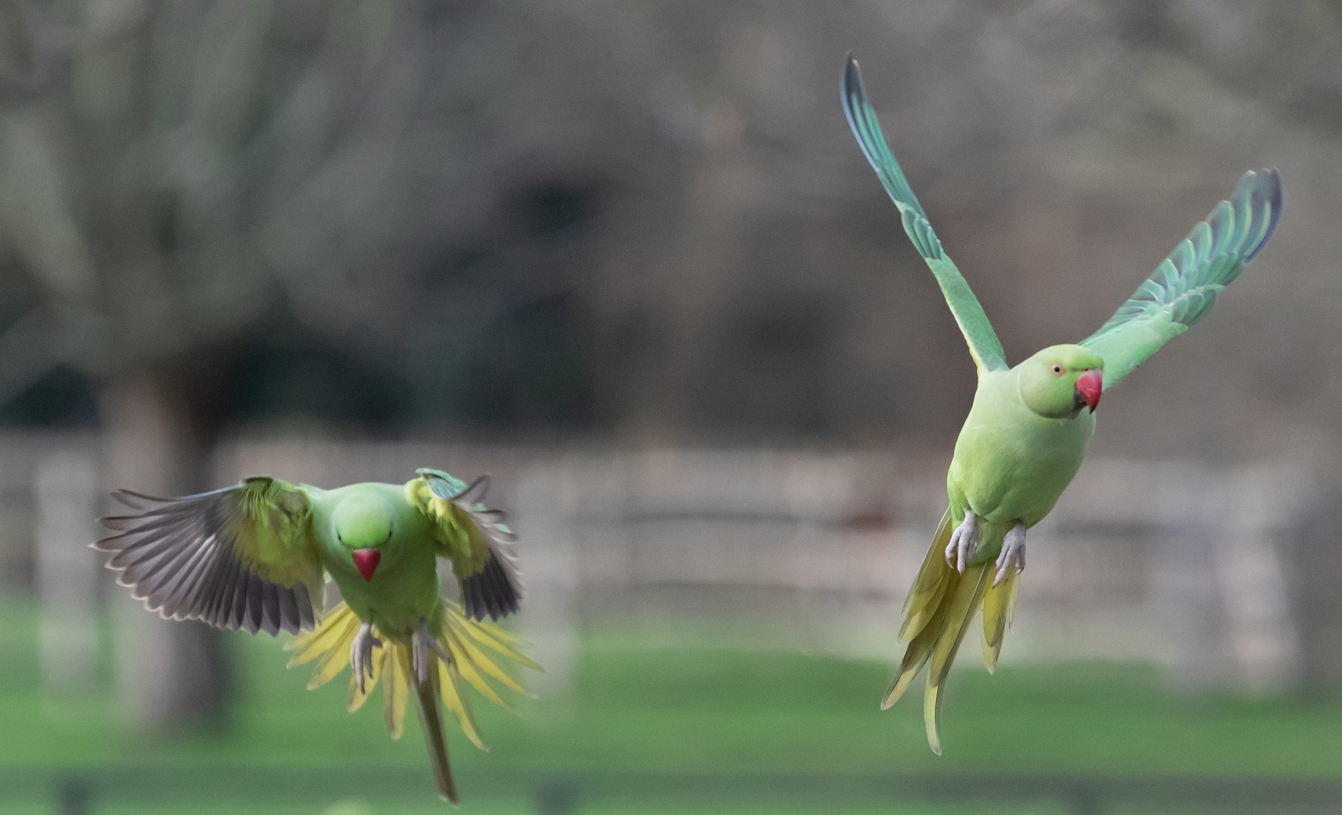 ring-necked-parakeet-in-flight-4831154_1920 Biomimétisme-LVPIA
